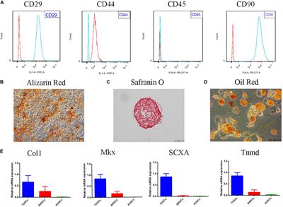 Tectorigenin Alleviates Inflammation, Apoptosis, and Ossification in Rat Tendon-Derived Stem Cells via Modulating NF-Kappa B and MAPK Pathways